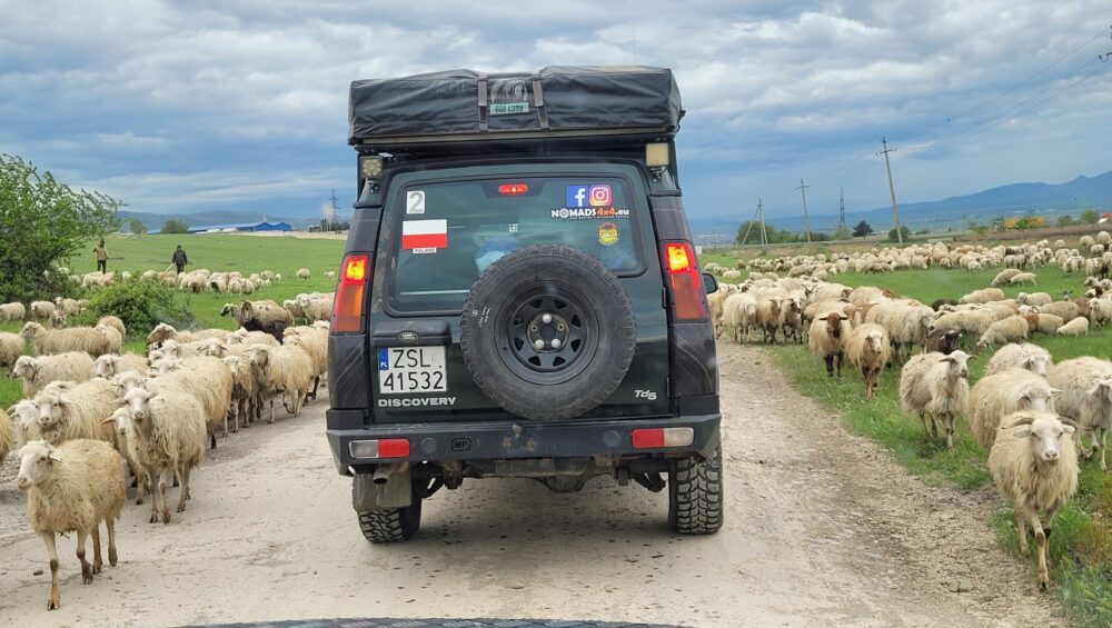 Land Rover Discovery II i stado owiec przed nim.