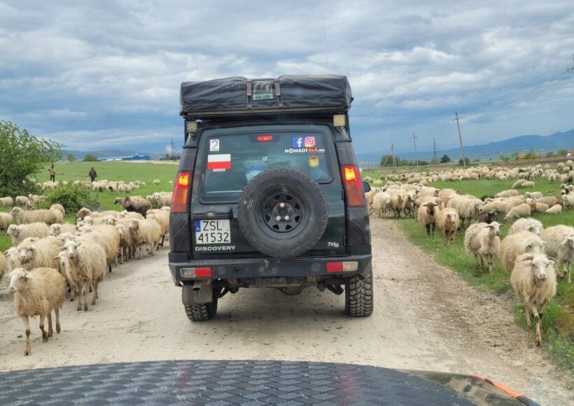 Land Rover Discovery II i stado owiec przed nim.